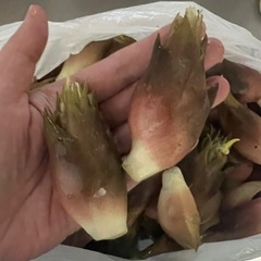 ミョウガ
の画像