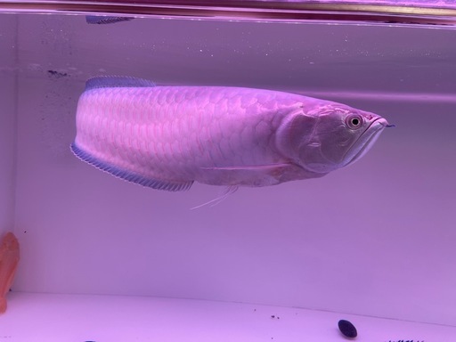 アロワナ