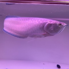 アロワナの画像
