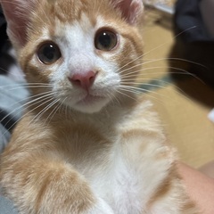 生後6ヶ月のオス猫くん