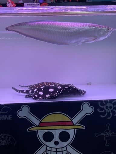 アロワナ