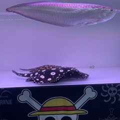 アロワナの画像
