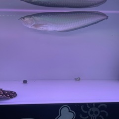 アロワナの画像