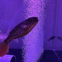 テトラオドンムブ　25cmぐらいの画像