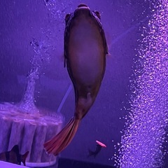 テトラオドンムブ　25cmぐらいの画像