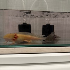 ウーパールーパー
の画像