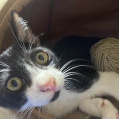 子猫4/18生まれ　募集中　