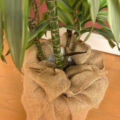 観葉植物の画像