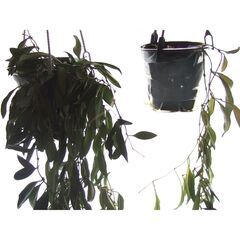 観葉植物　お世話できる方に差し上げます　③の画像