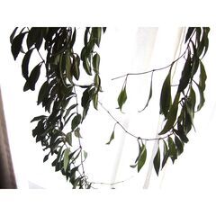 観葉植物　お世話できる方に差し上げます　③の画像