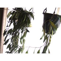 観葉植物　お世話できる方に差し上げます　③の画像
