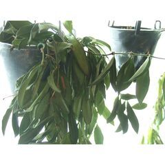 観葉植物　お世話できる方に差し上げます　③の画像