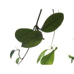 観葉植物　お世話できる方に差し上げます　⑤の画像