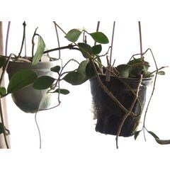 観葉植物　お世話できる方に差し上げます　⑤の画像