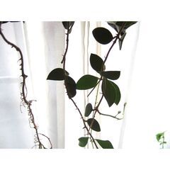 観葉植物　お世話できる方に差し上げます　⑤の画像