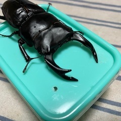 オオクワガタ能勢YG♂の画像