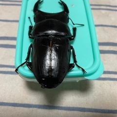 オオクワガタ能勢YG♂の画像