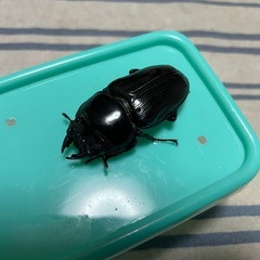 オオクワガタ能勢YG♂の画像