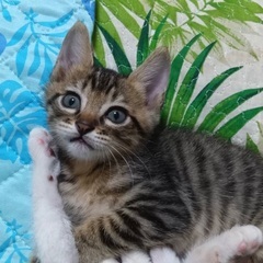 【ご相談中】工場で生まれた5ニャン兄弟🐱1ヶ月半の男の子☆…
