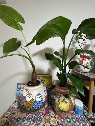 観葉植物