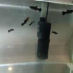 ブラックモーリー(メキシコのメダカ熱帯魚)の画像