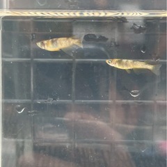 金閣メダカの画像