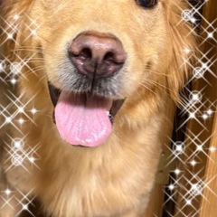ゴールデンレトリバーメス3歳オス２歳
