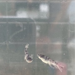 銀閣メダカの画像