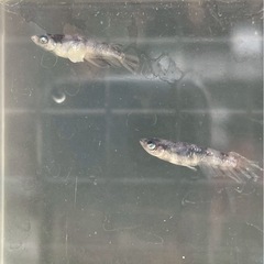 銀閣メダカの画像