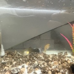 グッピー🐟赤ちゃんグッピーもいます！の画像
