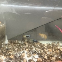グッピー🐟赤ちゃんグッピーもいます！の画像