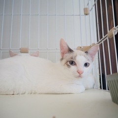 【里親さま決定!!】甘えん坊兄妹♡2匹一緒に里親募集中!!