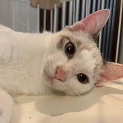 ブルーアイの白猫兄妹♡2匹一緒に家族募集中
