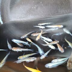 改良メダカ　MIXめだかGXタイプ　稚魚30匹以上の画像