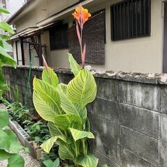 カンナ抜き根の画像