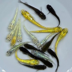 【現物」】20匹　メダカ　ラメ系　ワイドフィン系　ヒレ長系　めだか　ミックス　wg/7 【現物】　針子抜け稚魚〜幼魚サイズの画像