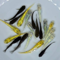 【現物」】20匹　メダカ　ラメ系　ワイドフィン系　ヒレ長系　めだか　ミックス　wg/7 【現物】　針子抜け稚魚〜幼魚サイズの画像