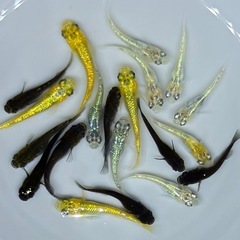【現物」】20匹　メダカ　ラメ系　ワイドフィン系　ヒレ長系　めだか　ミックス　wg/7 【現物】　針子抜け稚魚〜幼魚サイズの画像