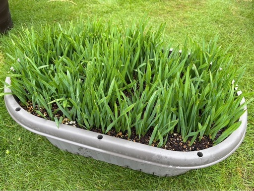 オニサバル ロングリーフ 大量苗 公式