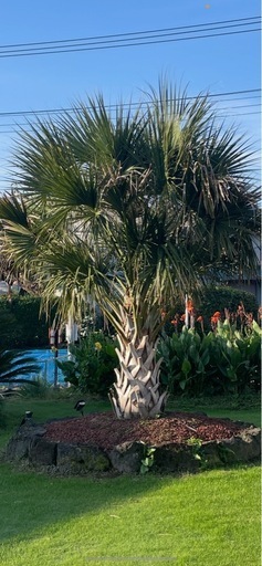 オニサバル　ロングリーフ　大量苗