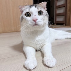 甘えん坊な スコティッシュフォールド 2歳 オス