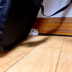 パールドウルフハムスター