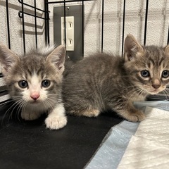 🌸里親さん募集🌸 生後1ヶ月の兄弟オス猫🐾 2匹一緒に迎えていた...