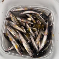 琵琶湖産鮎30匹の画像