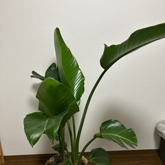 観葉植物　オーガスタ(10号)鉢セットの画像