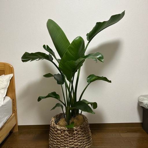 観葉植物　オーガスタ(10号)鉢セット