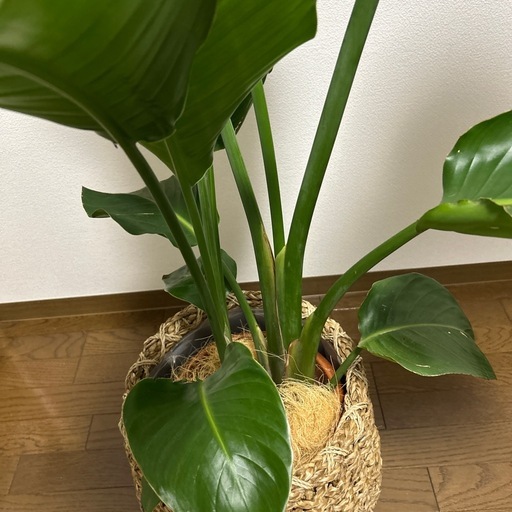観葉植物　オーガスタ(10号)鉢セット