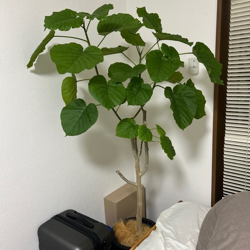 観葉植物　ウンベラータ　鉢セット