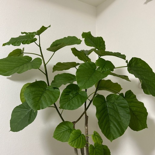 観葉植物　ウンベラータ　鉢セット