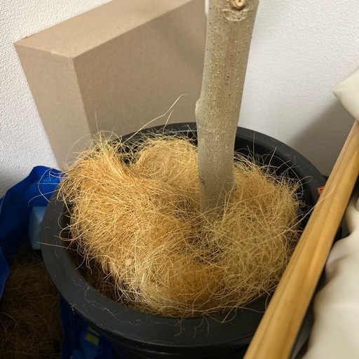 観葉植物　ウンベラータ　鉢セット